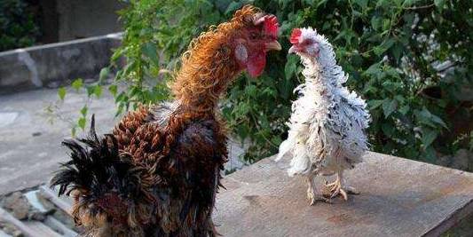 开云|第2127章 裹得严严实实的大长老